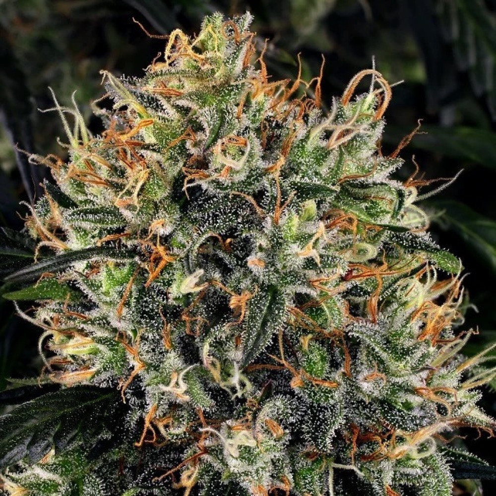 World of Samen Afghan Kush: Die Vielfalt des afghanischen Cannabiserbes erkunden