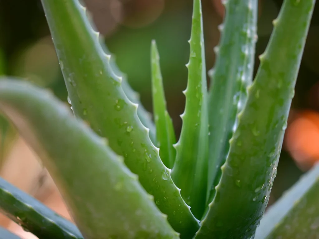 Warum ein Unabhängiger Distributor von Forever Living Products den Aloe Vera First Spray Empfiehlt