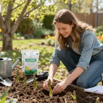 Gardener planting Gijnlim green asparagus seedlings in spring, promoting grüner spargel pflanzen kaufen for a sustainable garden.
